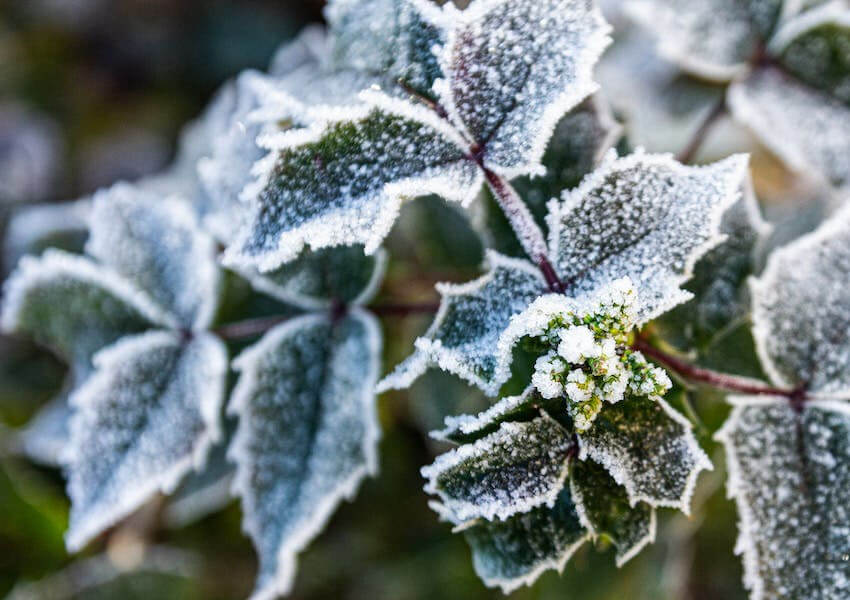 Ogród zimowy czyli jakie rośliny sprawdzą się w niskiej temperaturze